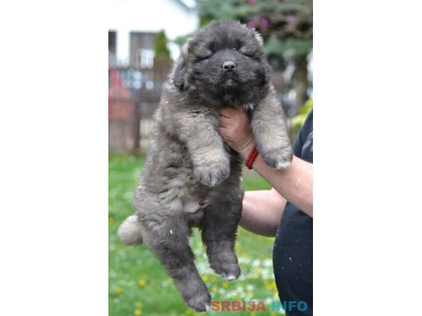 Kavkaski ovčar &scaron;tenci