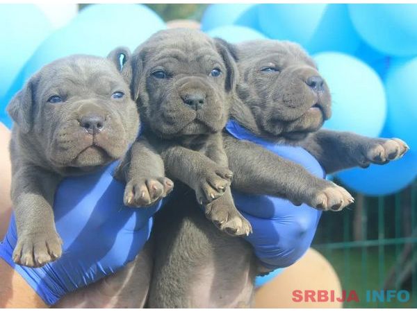 Cane Corso &scaron;tenci