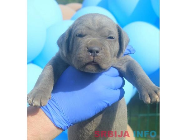 Cane Corso &scaron;tenci