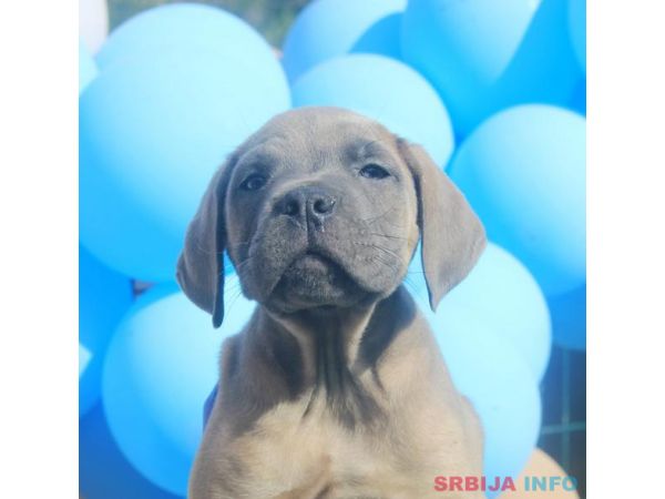 Cane Corso &scaron;tenci