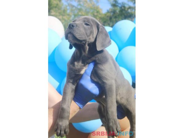 Cane Corso &scaron;tenci