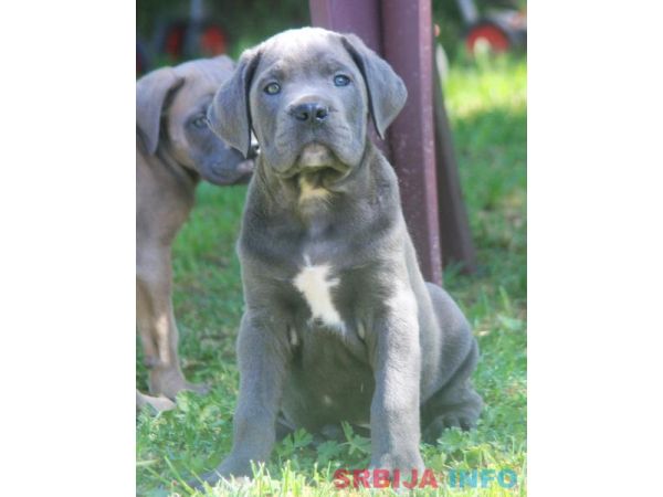 Cane Corso &scaron;tenci