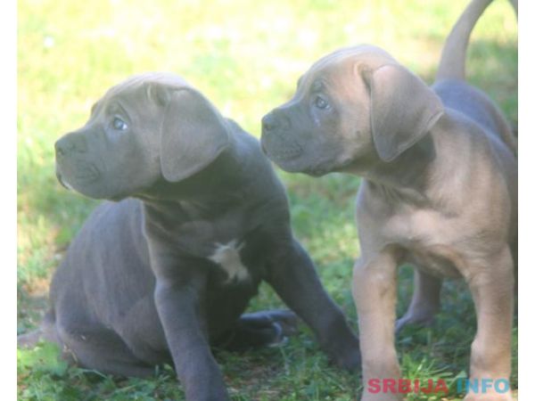 Cane Corso &scaron;tenci
