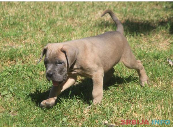 Cane Corso &scaron;tenci