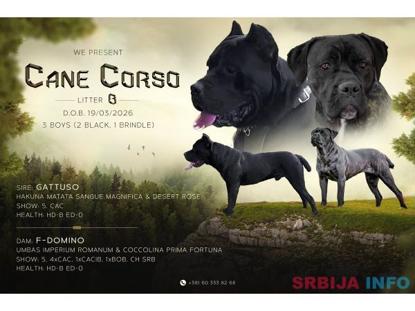 Kane Korso prelepi &scaron;tenci