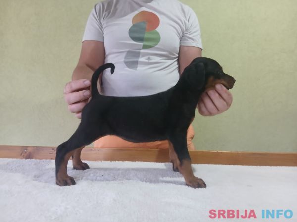Vrhunski Doberman &scaron;tenci 6 nedelja stari 