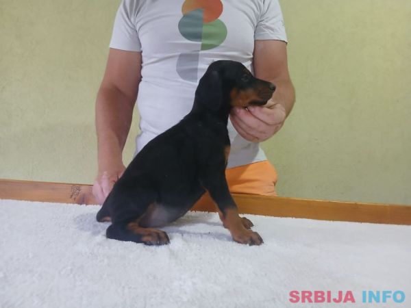 Vrhunski Doberman &scaron;tenci 6 nedelja stari 