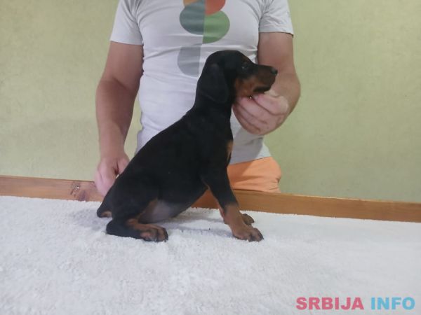 Vrhunski Doberman &scaron;tenci 6 nedelja stari 
