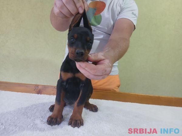 Vrhunski Doberman &scaron;tenci 6 nedelja stari 