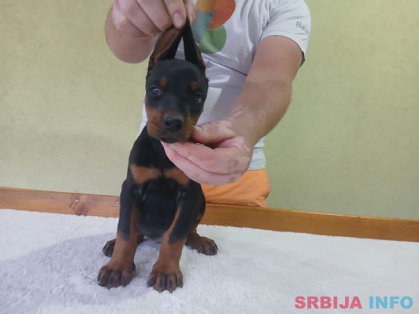 Vrhunski Doberman &scaron;tenci 6 nedelja stari 