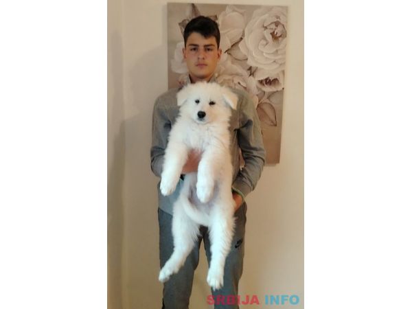 Beli švajcarski ovčar štenci