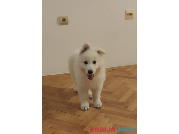 Beli &scaron;vajcarski ovčar &scaron;tenci