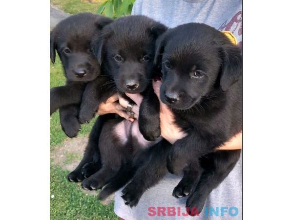 Prodajem tri muska steneta Labradora