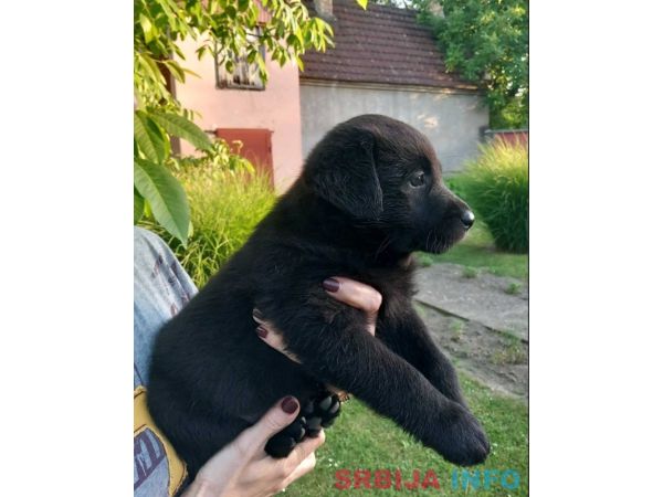 Prodajem tri muska steneta Labradora