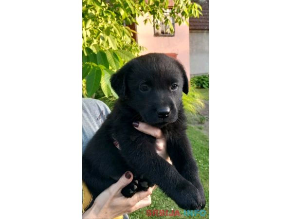 Prodajem tri muska steneta Labradora