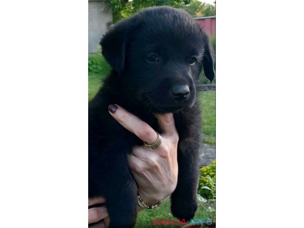 Prodajem tri muska steneta Labradora