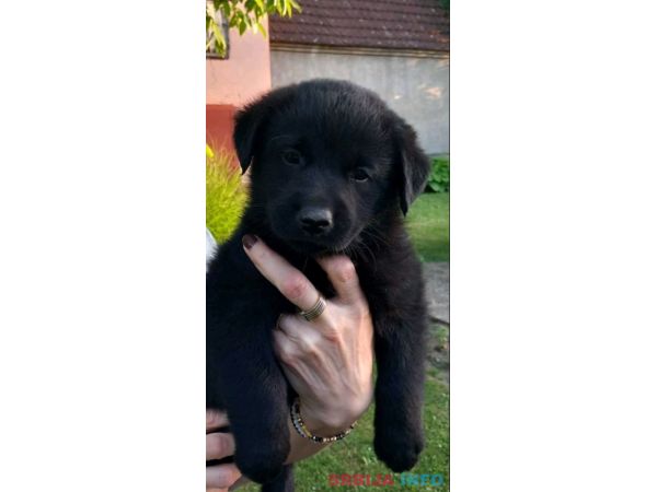 Prodajem tri muska steneta Labradora