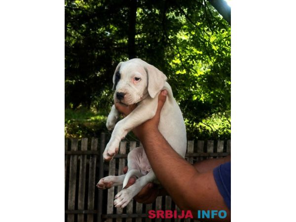 ARGENTINSKA DOGA šten