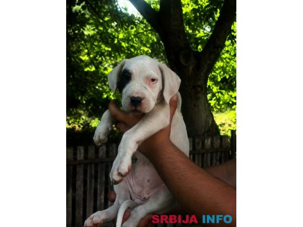 ARGENTINSKA DOGA &scaron;tenci