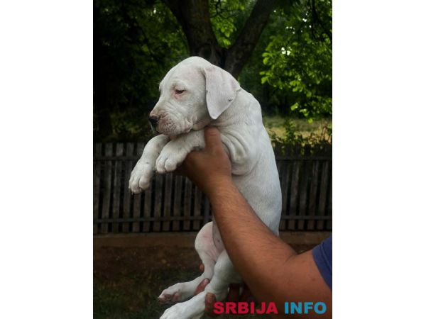 ARGENTINSKA DOGA &scaron;tenci