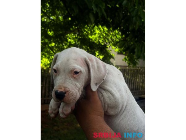 ARGENTINSKA DOGA &scaron;tenci