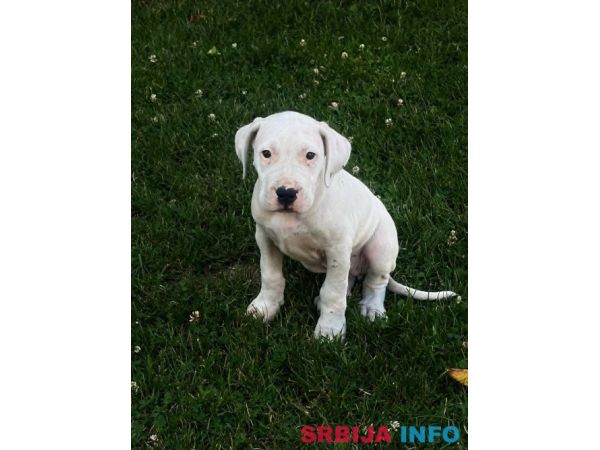ARGENTINSKA DOGA &scaron;tenci