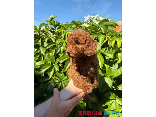 Prelepe CRVENE MINI PUDLE 