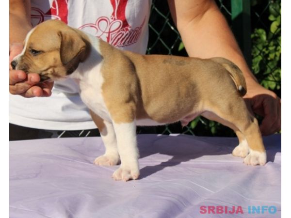 Američki Staford terijer