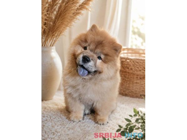 Predivan Chow Chow mužjak, star 3 meseca