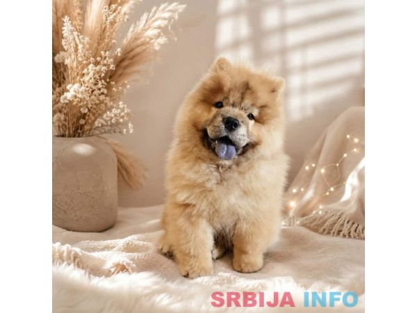 Predivan Chow Chow mužjak, star 3 meseca 