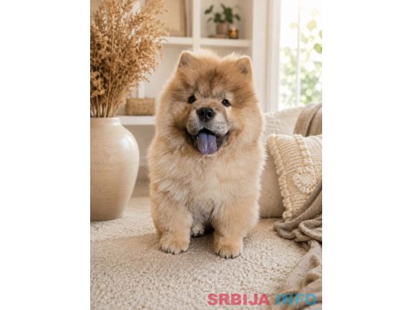 Predivan Chow Chow mužjak, star 3 meseca 