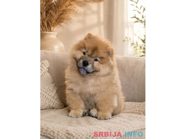 Predivan Chow Chow mužjak, star 3 meseca 