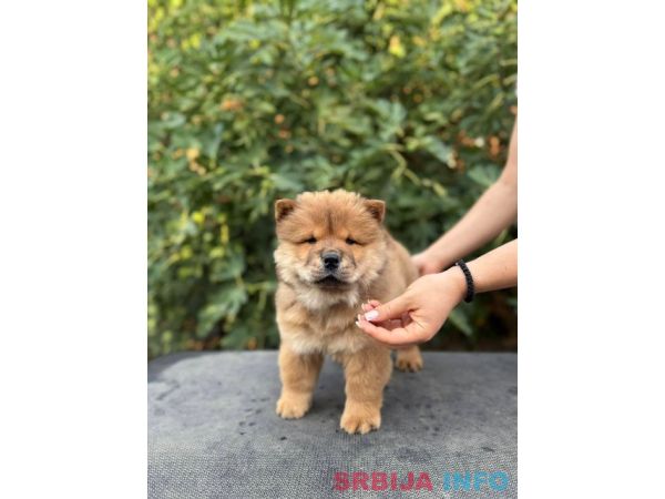 Chow Chow / Čau Čau &scaron;tenci