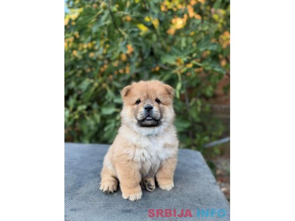 Chow Chow / Čau Čau &scaron;tenci