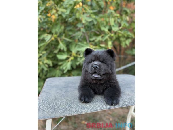 Chow Chow / Čau Čau &scaron;tenci