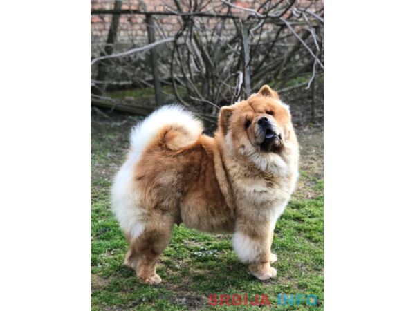 Chow Chow / Čau Čau &scaron;tenci