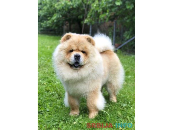 Chow Chow / Čau Čau &scaron;tenci
