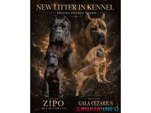 Cane Corso prelepi &scaron;tenci