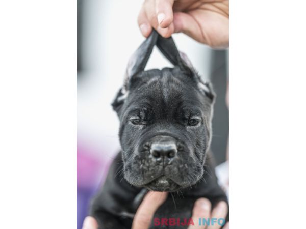 Cane Corso prelepi &scaron;tenci