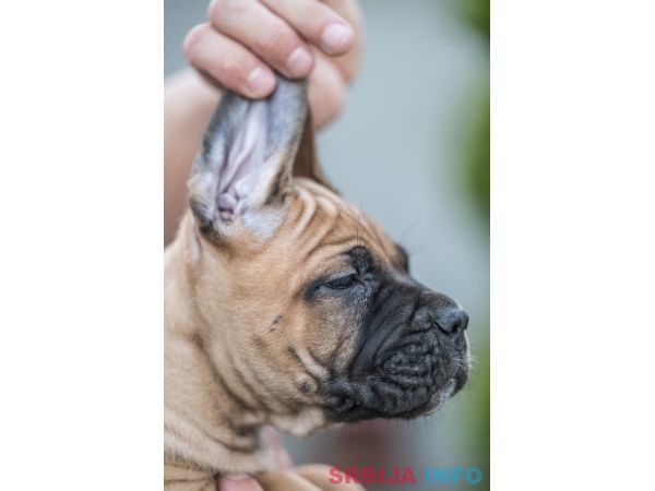 Cane Corso prelepi &scaron;tenci