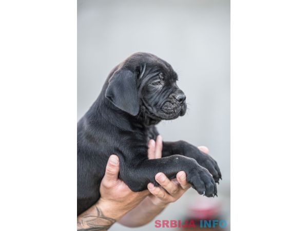 Cane Corso prelepi &scaron;tenci