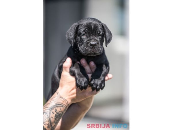Cane Corso prelepi &scaron;tenci
