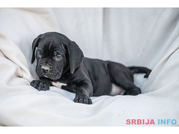 Cane Corso prelepi &scaron;tenci
