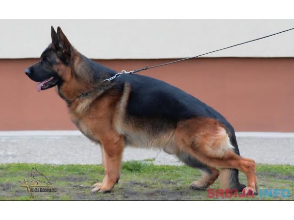 &Scaron;tenci nemačkog ovčara na prodaju