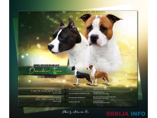 Američki Stafordski terijer, žensko &scaron;tene