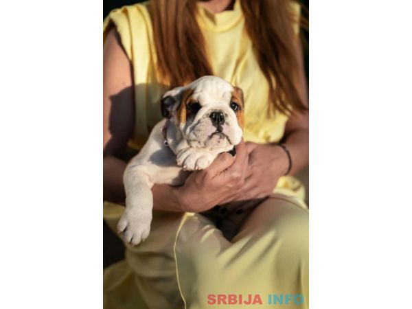 Engleski buldog štenci
