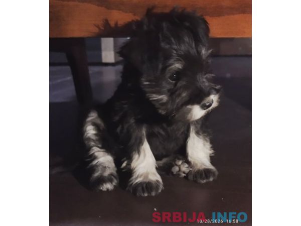 Na prodaju prelepi &scaron;tenci patuljastog &scaron;naucera 