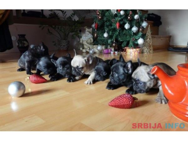 Francuski buldog stenci