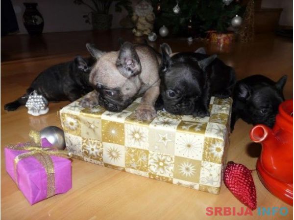 Francuski buldog stenci