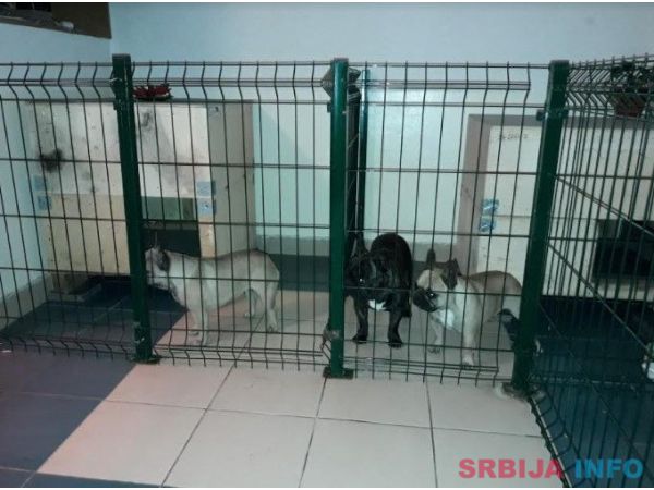 Francuski buldog stenci